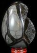 Septarian Dragon Egg Geode - Black Crystals #57339-1